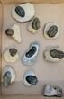 Lot: Misc Devonian Trilobites From Morocco - Pieces #190357-1